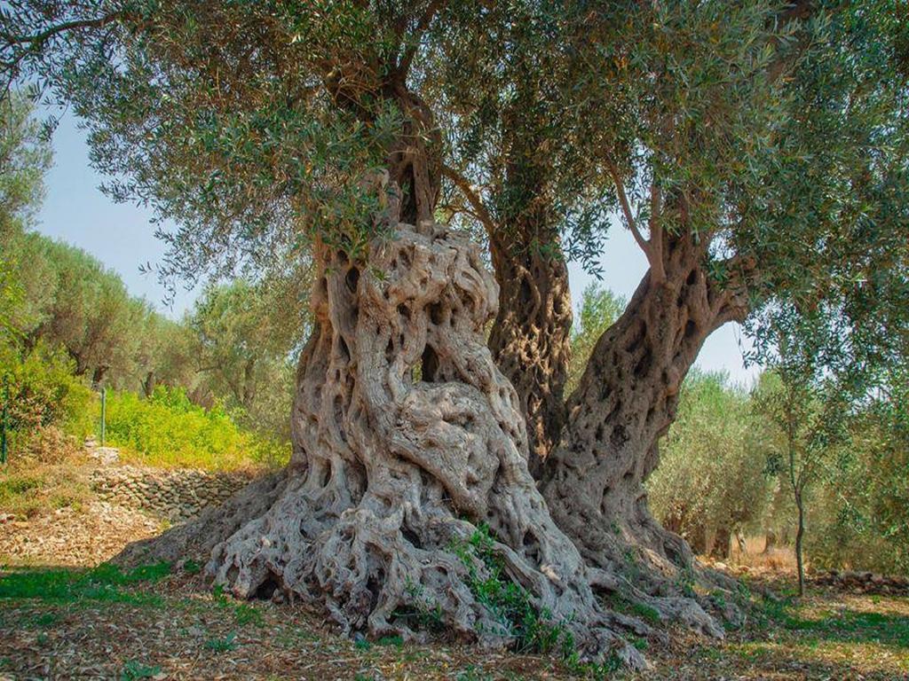 Holiday Park Olive Tree Ulcinj Exterior foto